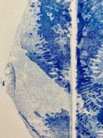 Nexus - Donax vittatus